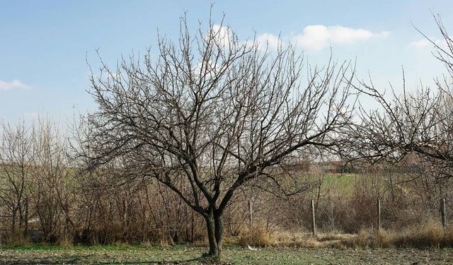 Ömer Fethi Gürer: "Meyve üretiminde 8 milyon tonluk bir kayıp var"