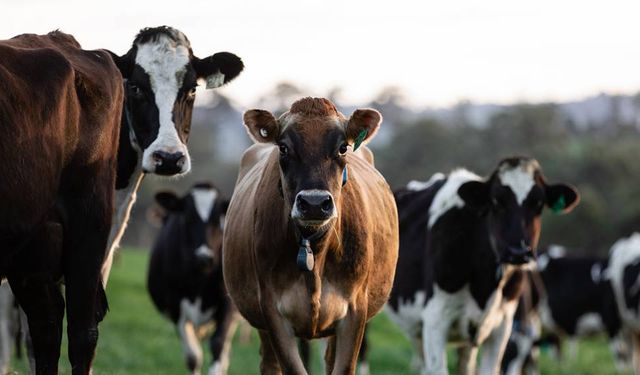 Ediz Ün: "Şap hastalığı süt hayvanlarında ek bir verim kaybına yol açıyor"