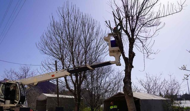 Eskişehir'de ağaçlara bakım seferberliği, budama çalışmaları sürüyor