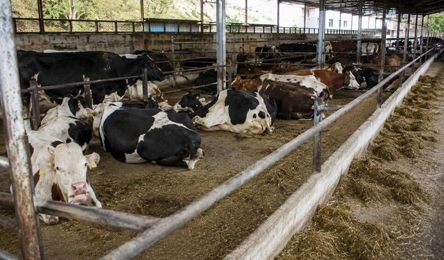 Eskişehir’de sığırlarda şap hastalığı görüldü; Karantinaya alınan mahalleler var
