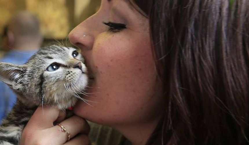 Kedi tırmığı deyip geçmemek lazımmış; Uzmanlar uyarıyor