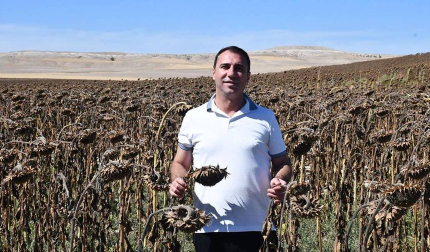 Eskişehir'de ayçiçeği projesinde yüksek verim alınıyor; Sağlanan ek gelir miktarı açıklandı