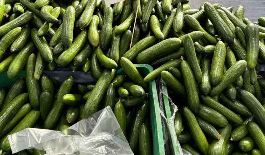 Eskişehir’de salatalık fiyatını gören dönüp bir daha bakıyor; Bakan çok alan yok