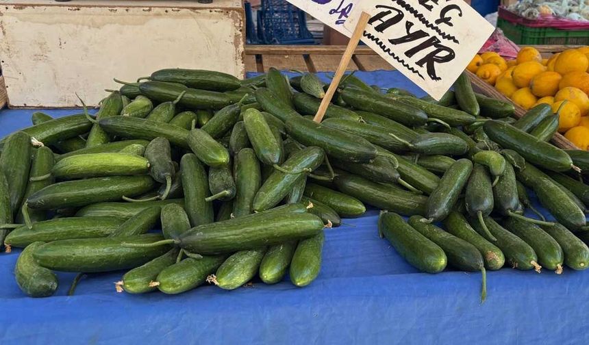 Eskişehir’de bir haftada 80 TL ucuzlayan salatalığın fiyatı hala pahalı bulunuyor