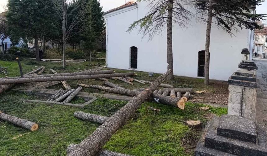 Eskişehir'i ayağa kaldıran görüntüler; Bu ağaçların kesilme sebebi merak ediliyor