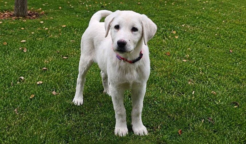 Sivrihisar'ın meşhur köpeğine yurt dışından da ilgi var