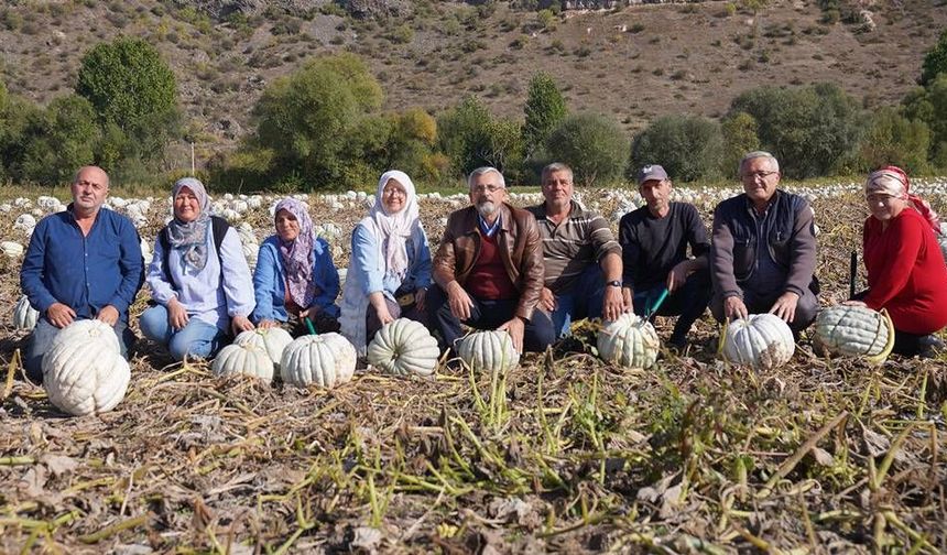 Eskişehir'de Kızılinler balkabağı hasadı başladı: Panayır 25 Ekim'de düzenlenecek