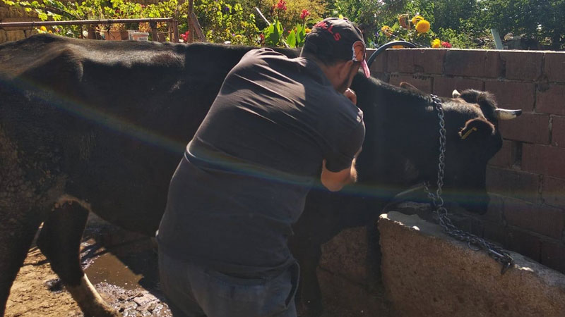 Eskişehir’de Büyükbaş Hayvanlar Için Harekete Geçildi
